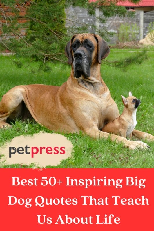Best 50 Inspiring Big Dog Quotes That Teach Us About Life best-50-inspiring-big-dog-quotes-that-teach-us-about-life