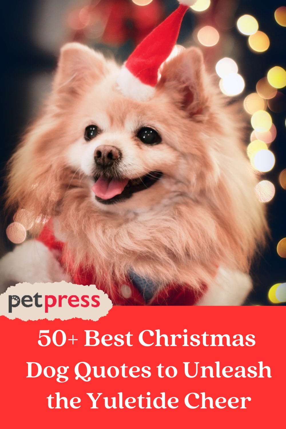 50+ Best Christmas Dog Quotes