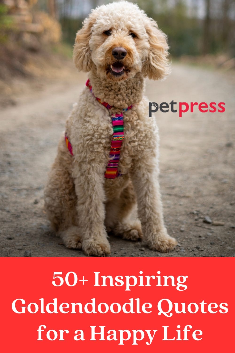 50+ Inspiring Goldendoodle Quotes for a Happy Life PetPress