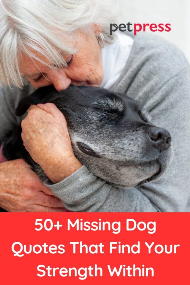 50 Missing Dog Quotes That Find Your Strength Within PetPress 50 Missing Dog Quotes That Find Your Strength Within PetPress