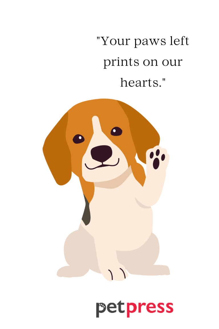 50+ Dog Memorial Quotes to Honor, Sympathy, and Comfort