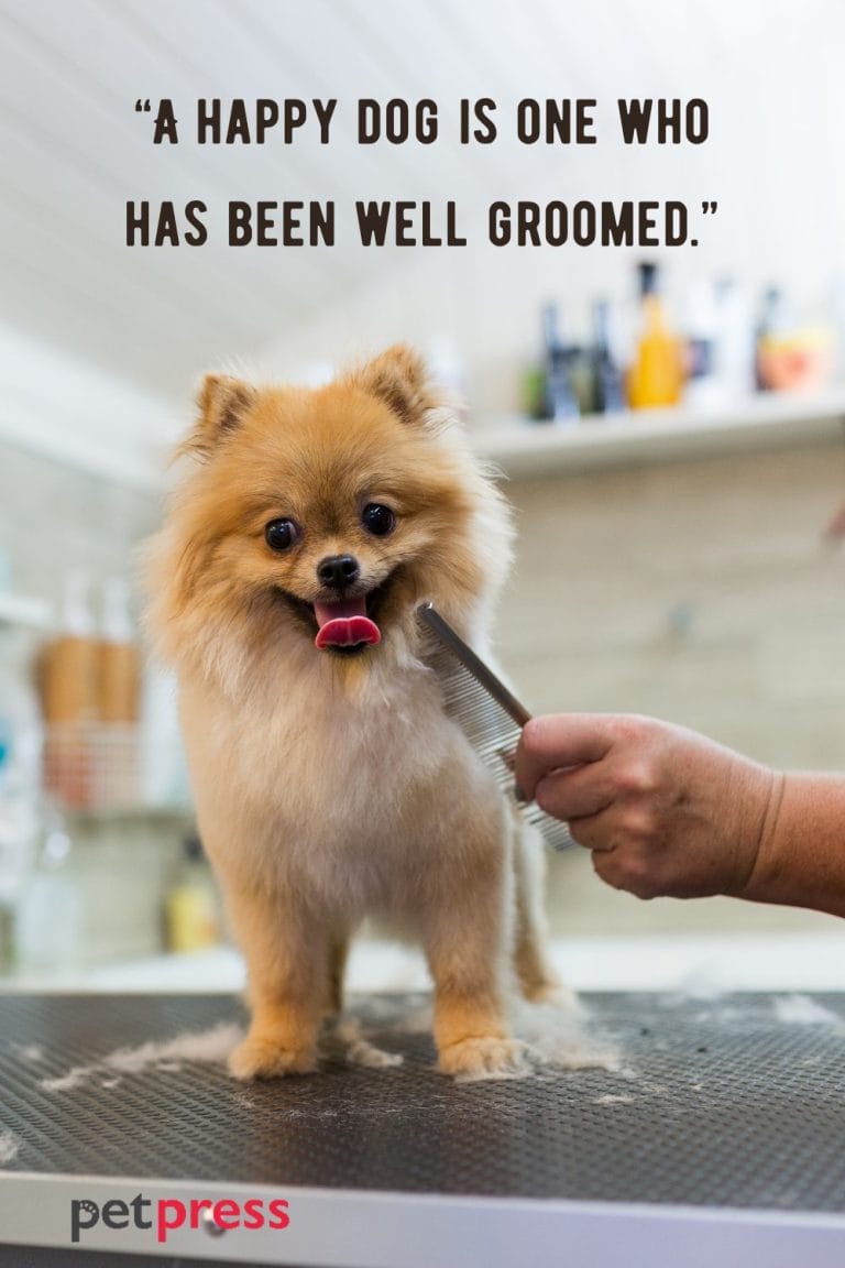 50 Best Dog Grooming Quotes For The Pampered Furry Pet 50-best-dog-grooming-quotes-for-the-pampered-furry-pet