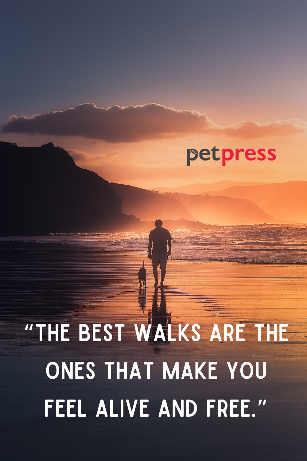 50+ Dog Walking Quotes on Being Bold and Adventurous