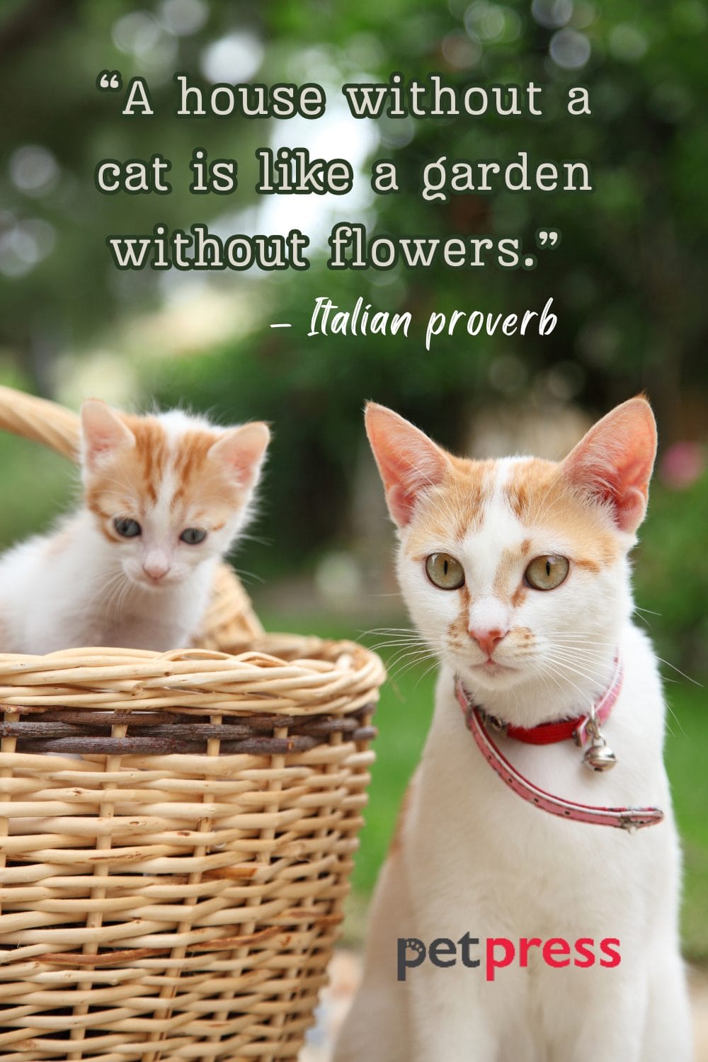 50+ Best Cat Lady Quotes That Inspire to Embrace Dreams