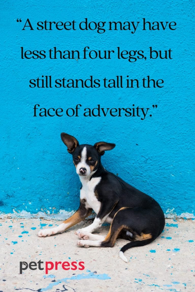 Find Courage And Strength From These Top 50 Stray Dog Quotes Find Courage And Strength From These Top 50 Stray Dog Quotes