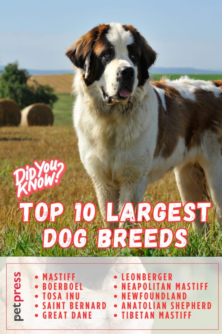 Best 50+ Inspiring Big Dog Quotes That Teach Us About Life