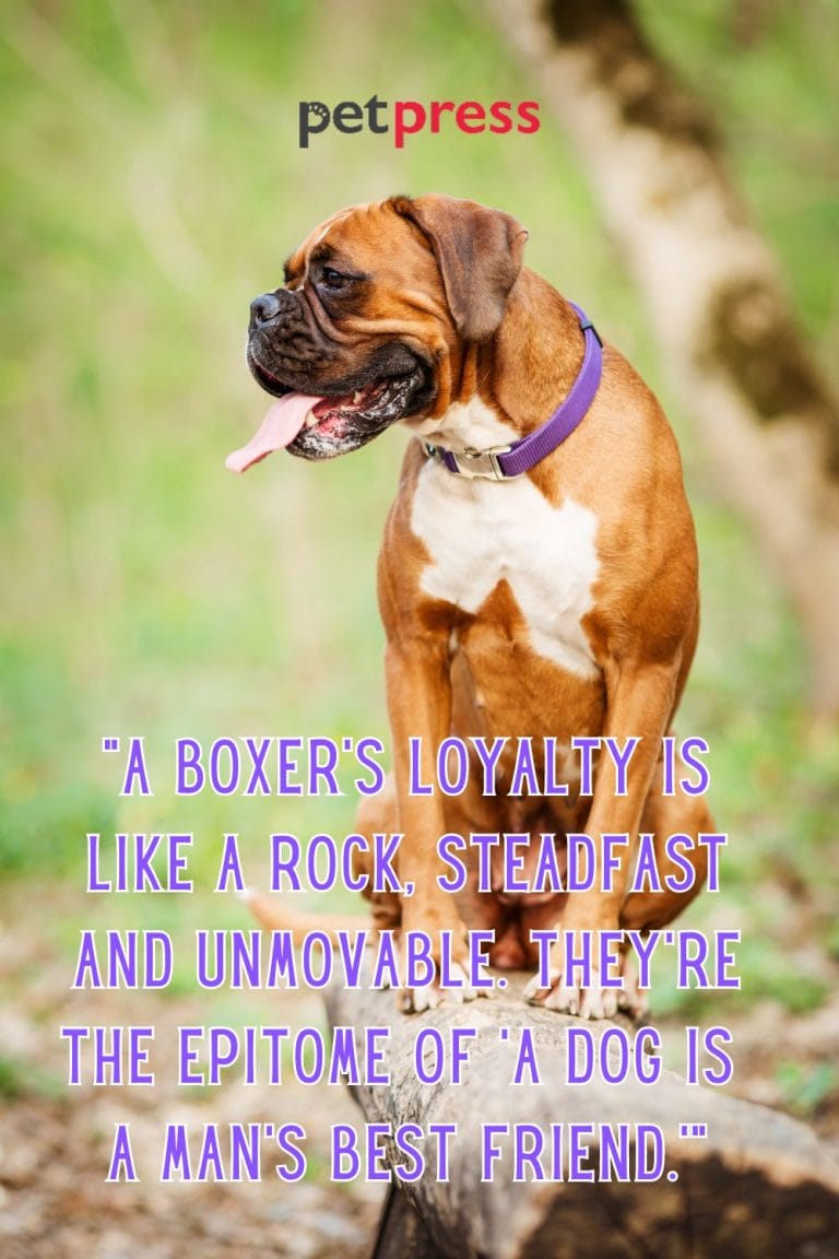 Unleash the Life Wisdom in These Best 50 Boxer Dog Quotes