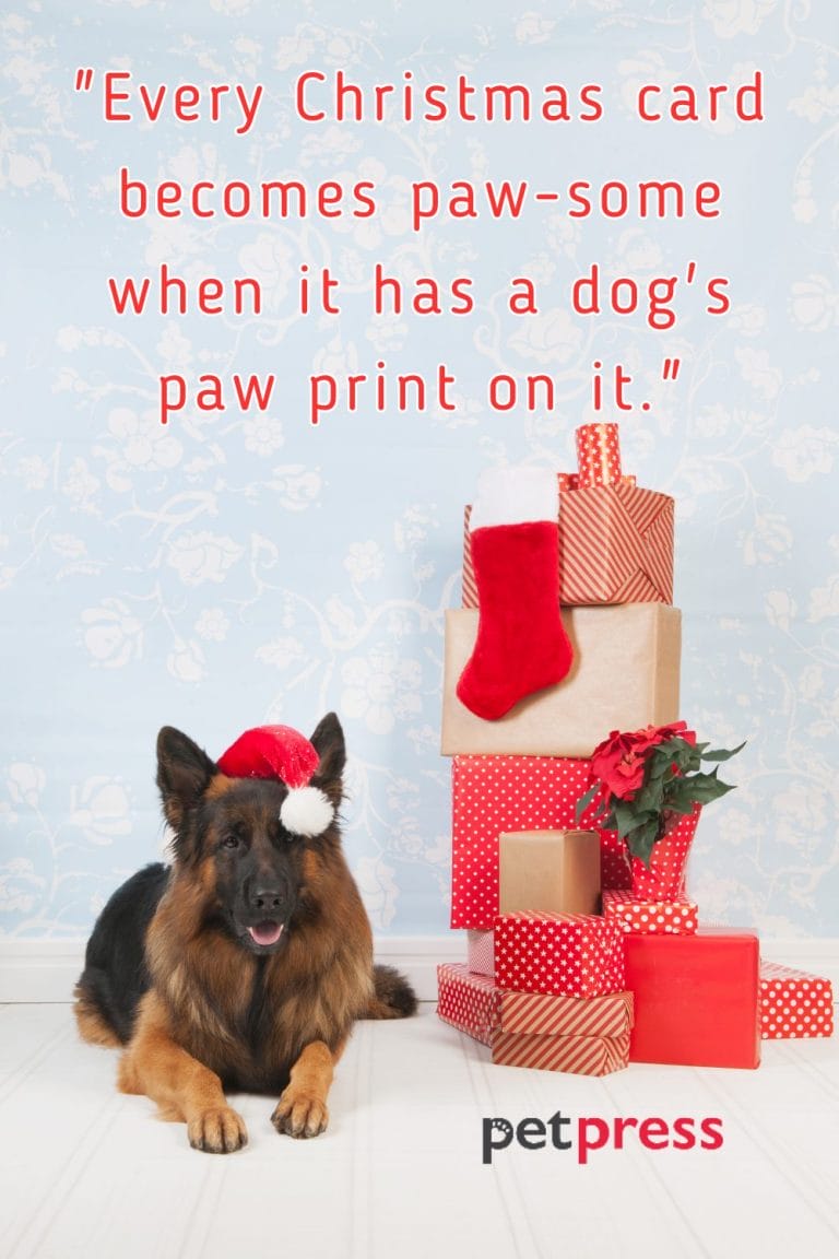 50-best-christmas-dog-quotes-to-unleash-the-yuletide-cheer