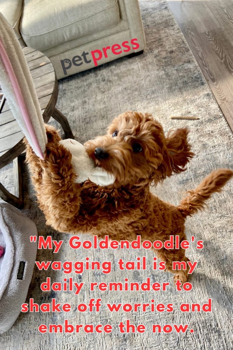 50+ Inspiring Goldendoodle Quotes for a Happy Life PetPress