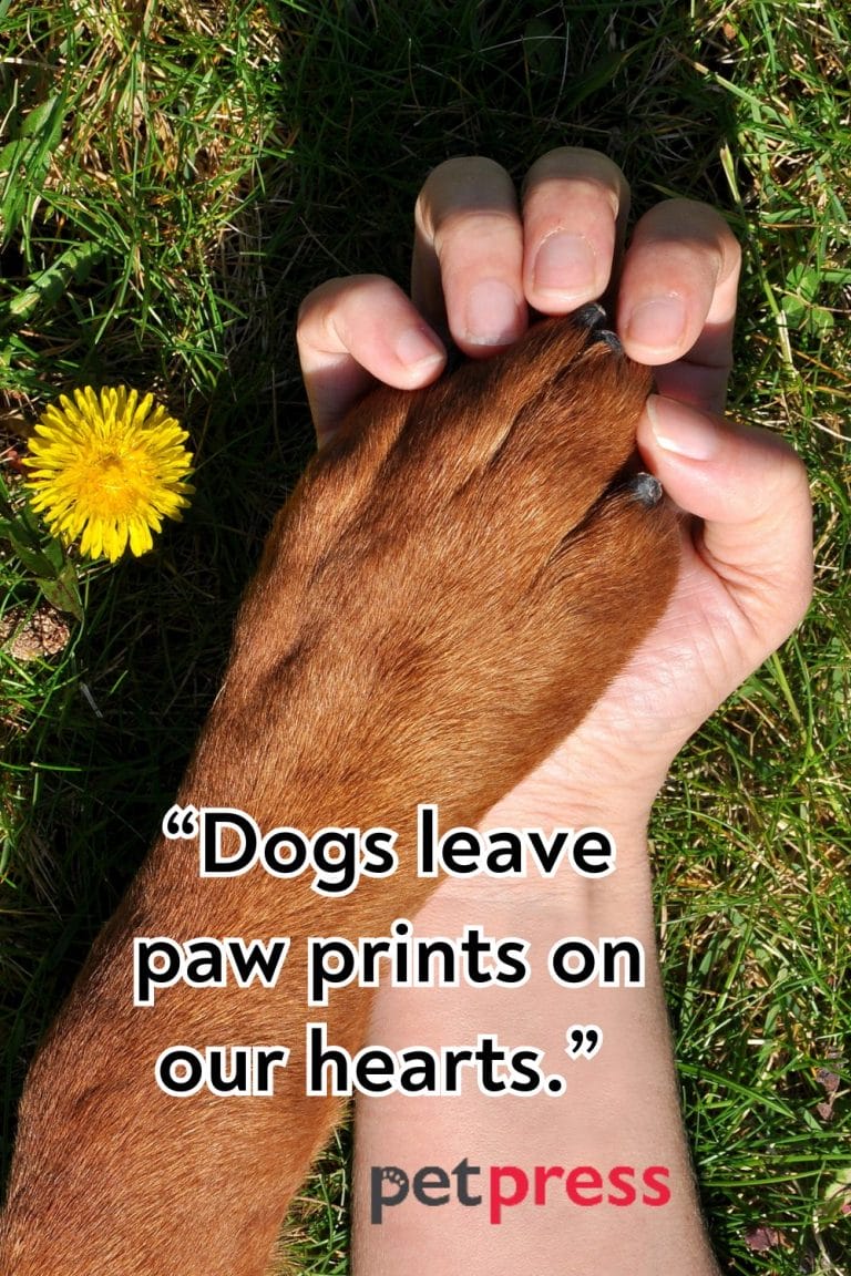 50+ Best Dog Passing Quotes to Cherish Memories PetPress