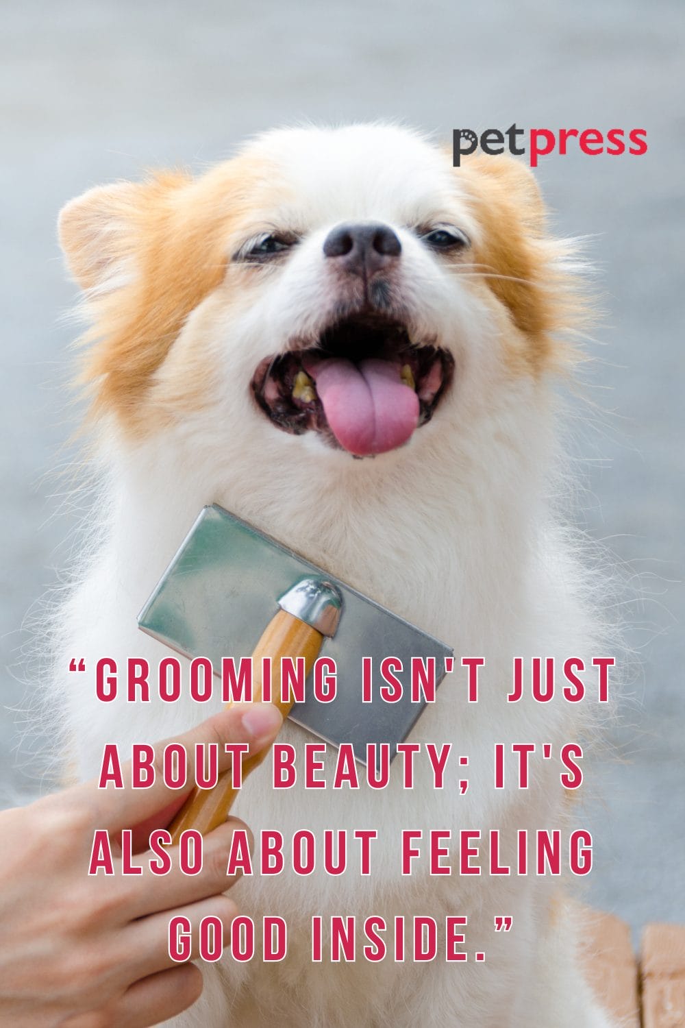 50+ Best Dog Grooming Quotes for the Pampered Furry Pet