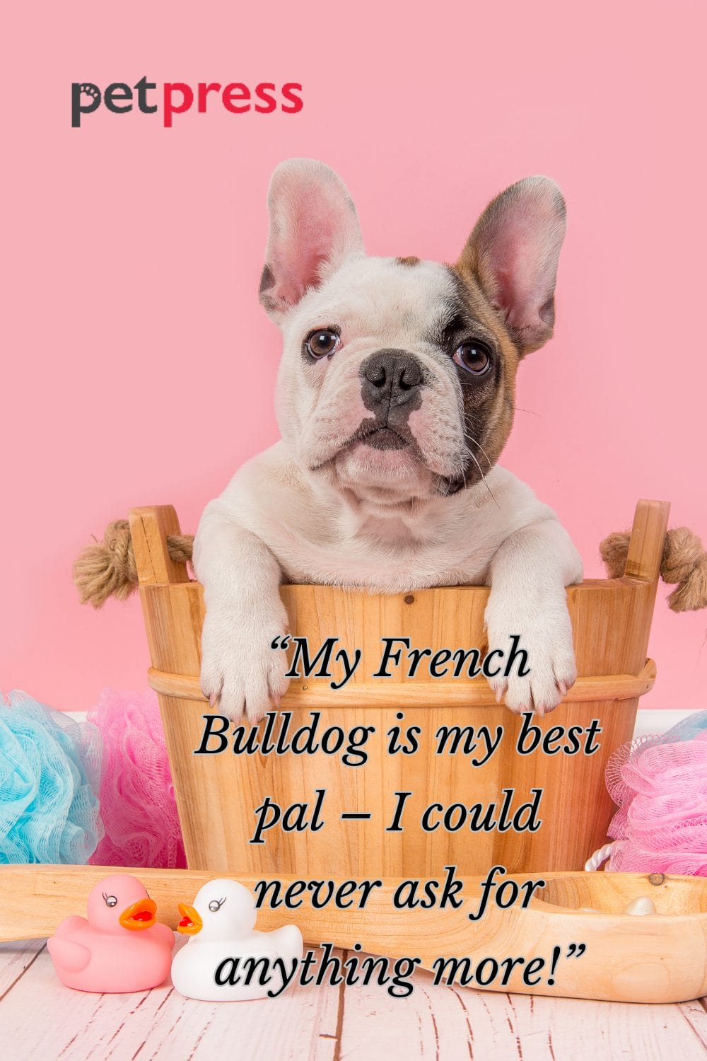 50+ Best French Bulldog Quotes That Will Make You Laugh