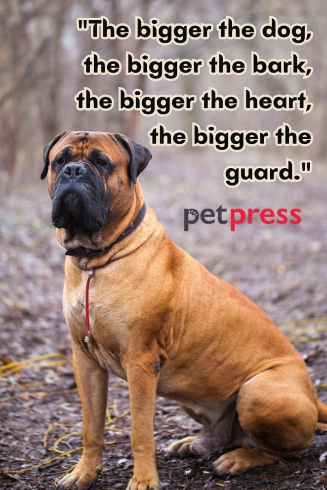 Best 50 Inspiring Big Dog Quotes That Teach Us About Life best-50-inspiring-big-dog-quotes-that-teach-us-about-life