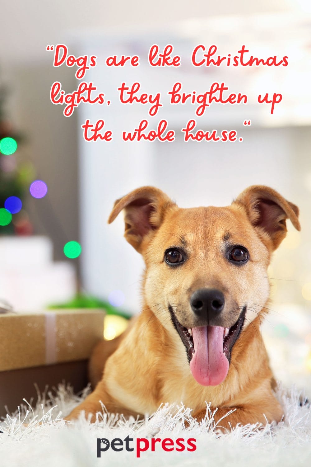 50+ Best Christmas Dog Quotes to Unleash the Yuletide Cheer