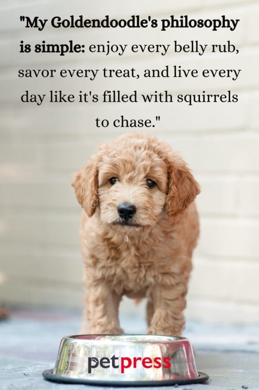 50+ Inspiring Goldendoodle Quotes for a Happy Life - PetPress