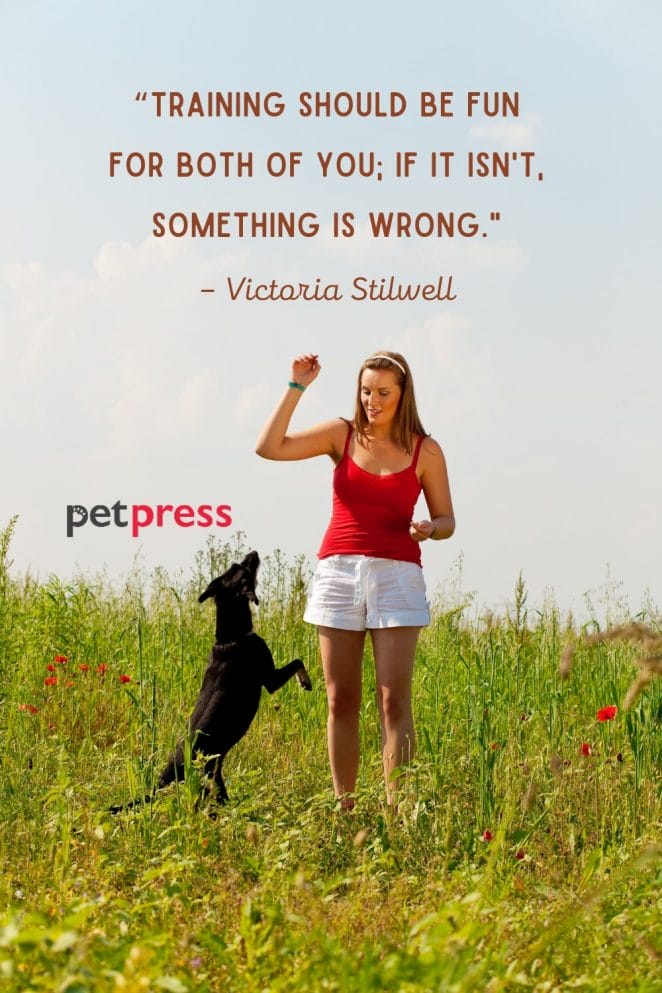 50 Inspiring Dog Training Quotes That Will Motivate You 50-inspiring-dog-training-quotes-that-will-motivate-you