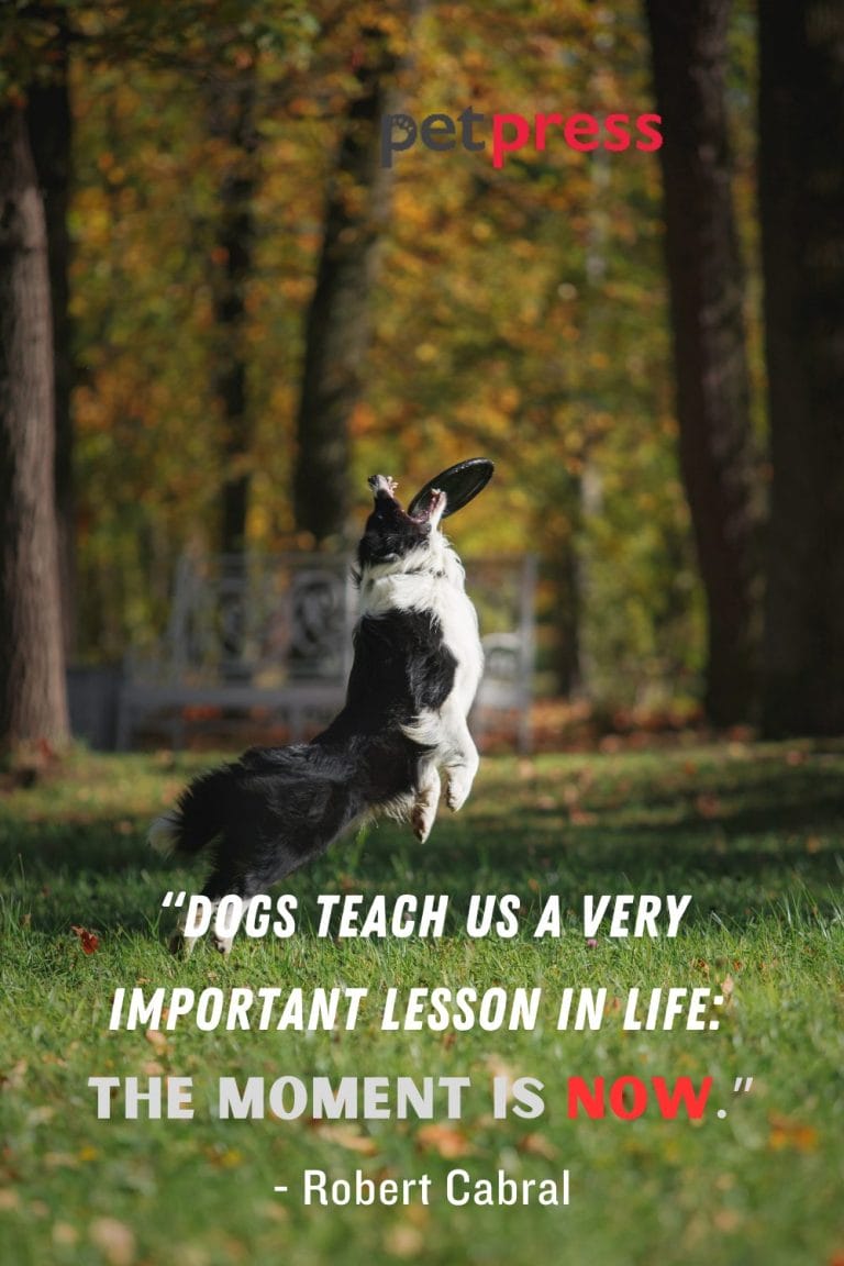 50+ Missing Dog Quotes That Find Your Strength Within - PetPress