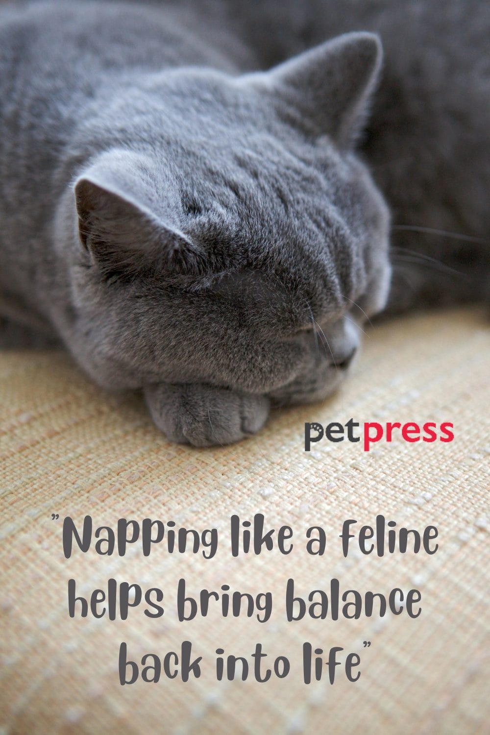 70+ Purrfect Sleeping Cat Quotes That Will Melt Your Heart