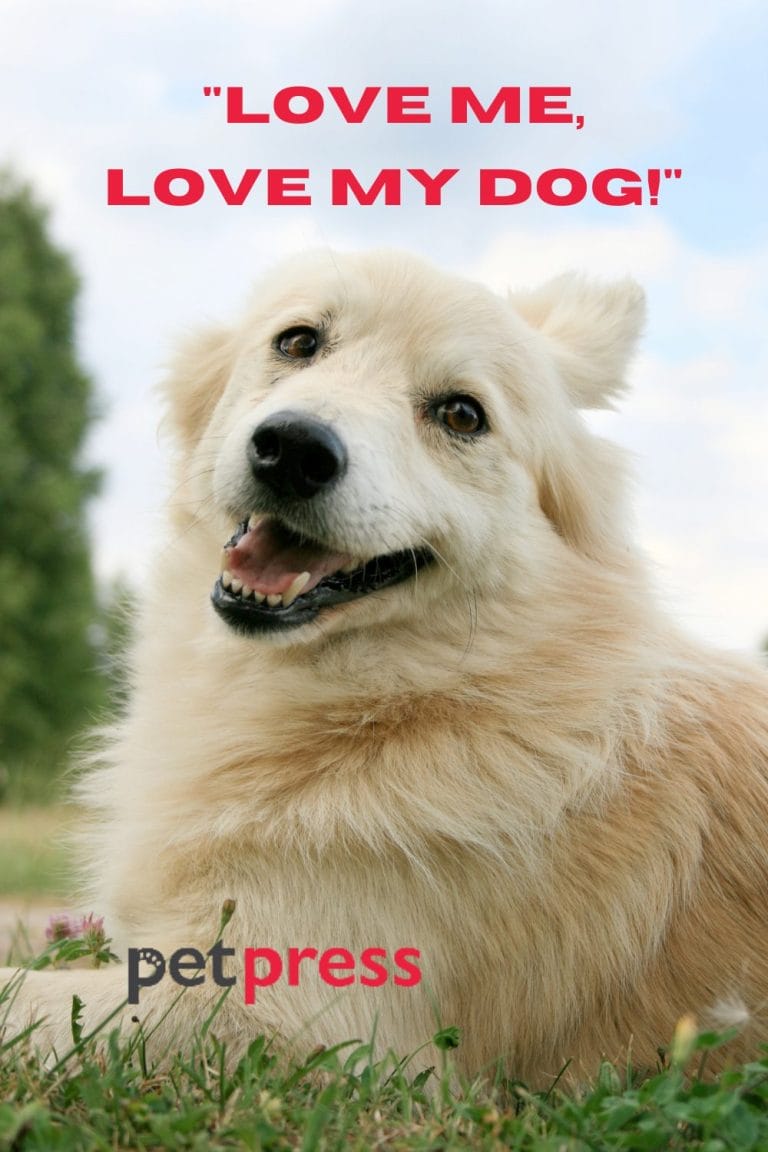 60 Inspiring Dog Life Quotes To Live A Happier And Fulfilling Life