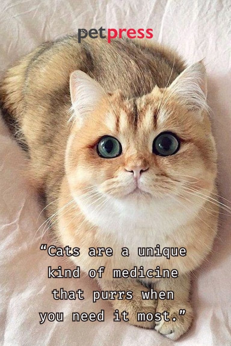 50+ Best Cat Lady Quotes That Inspire to Embrace Dreams