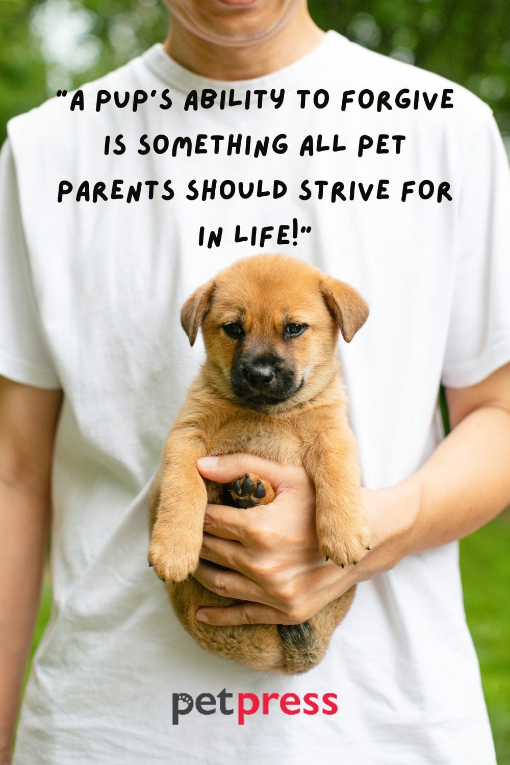 Celebrating Fatherhood 50+ Heartfelt Dog Dad Quotes PetPress