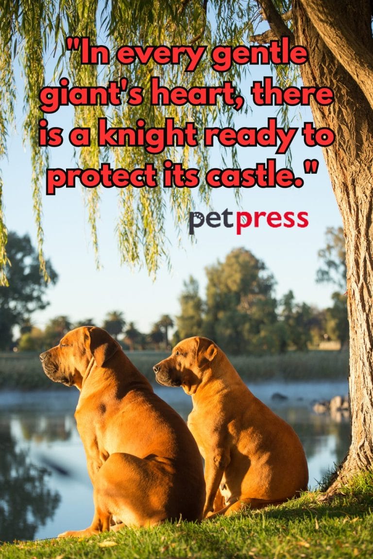 Best 50+ Inspiring Big Dog Quotes That Teach Us About Life