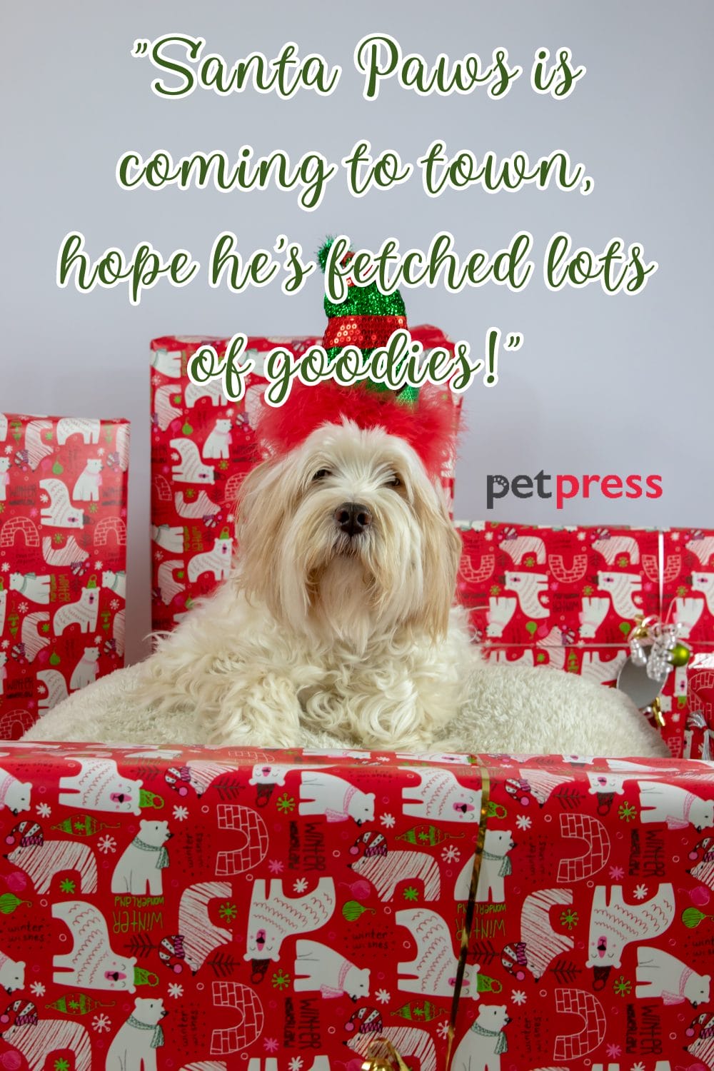 50+ Best Christmas Dog Quotes to Unleash the Yuletide Cheer