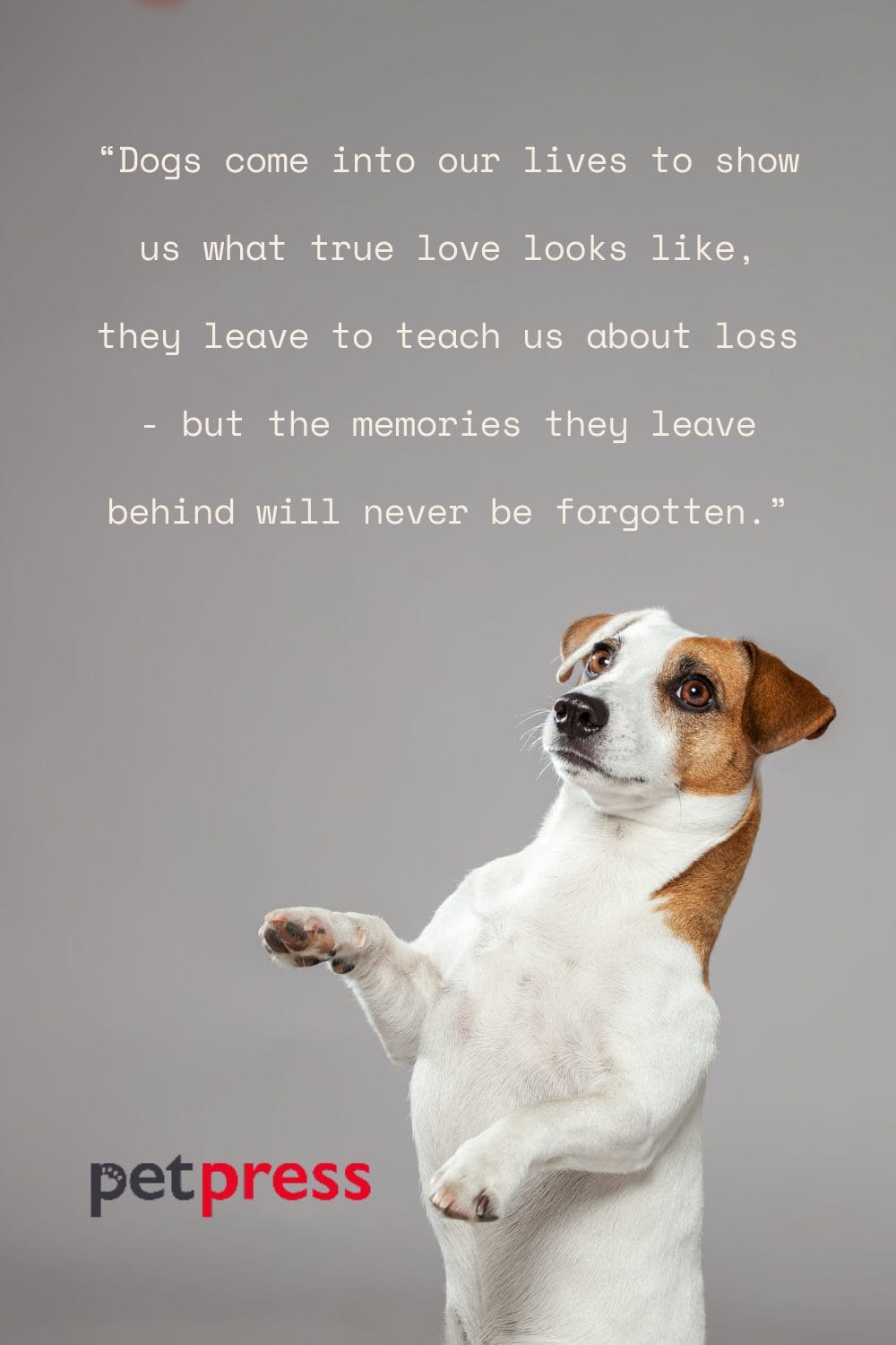 50+ Best Dog Passing Quotes