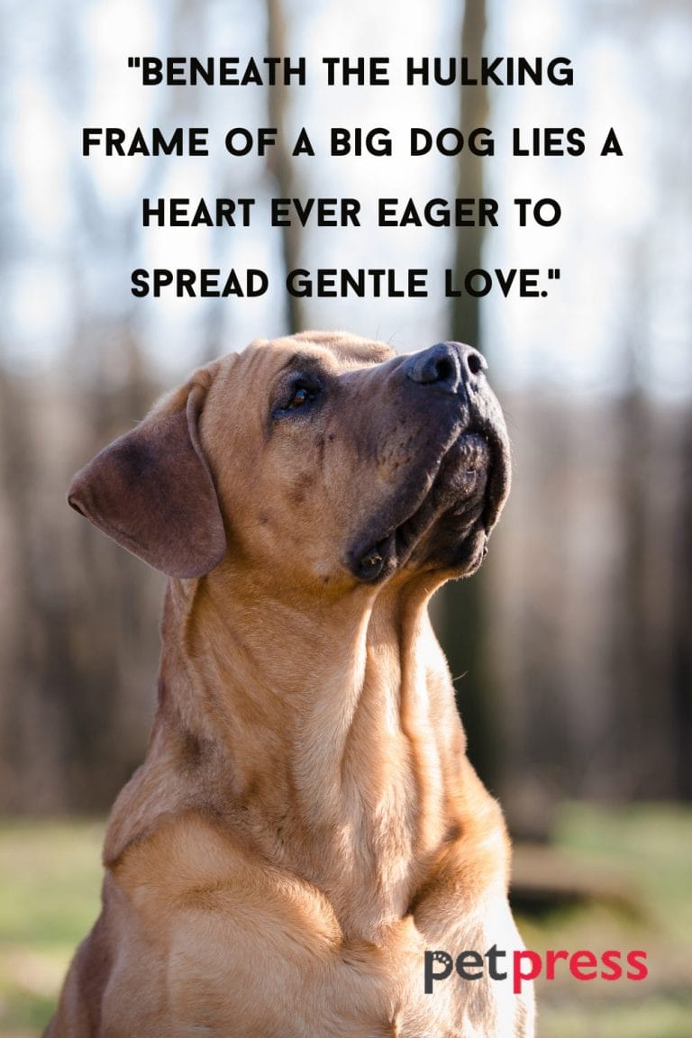 Best 50+ Inspiring Big Dog Quotes That Teach Us About Life