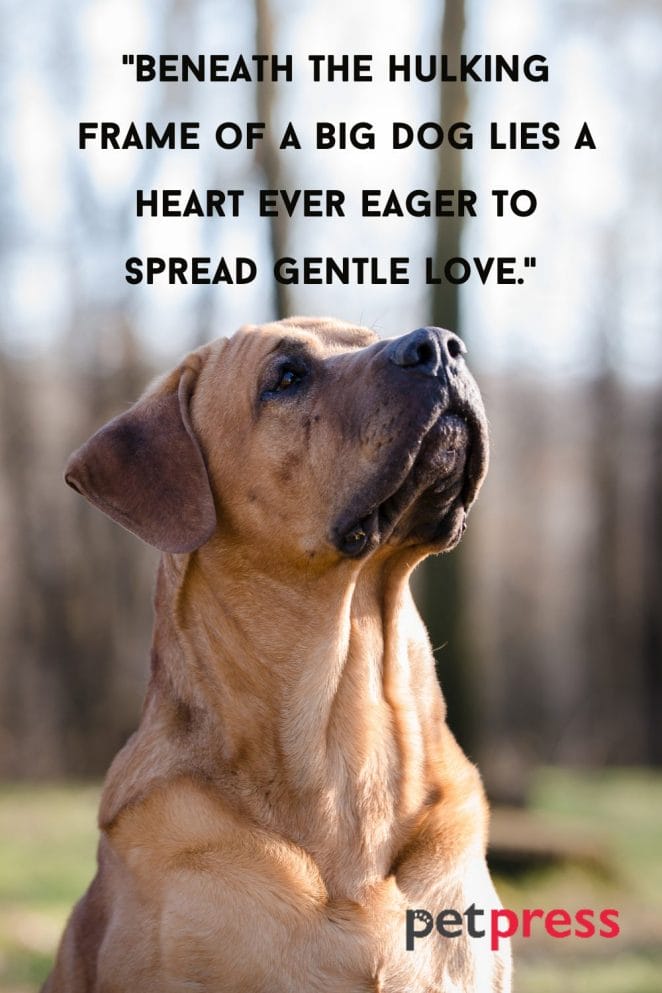 Best 50 Inspiring Big Dog Quotes That Teach Us About Life big-dog-quotes-werohmedia