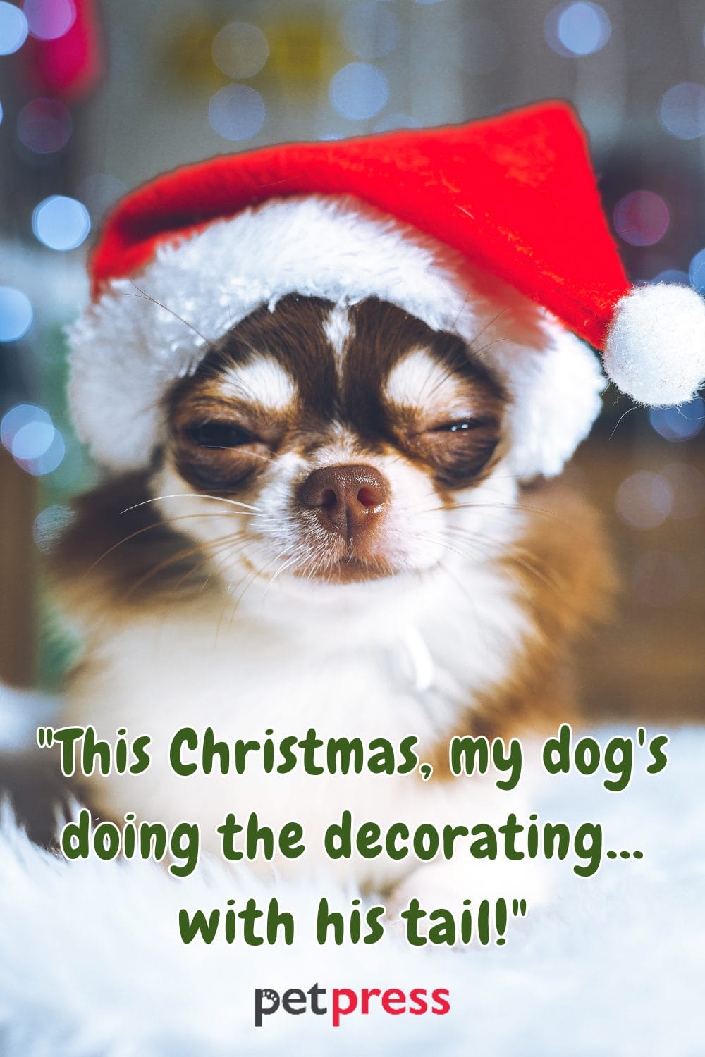 50+ Best Christmas Dog Quotes to Unleash the Yuletide Cheer