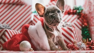 Best Christmas Dog Quotes to Unleash the Yuletide Cheer