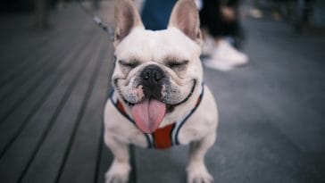 50+ Best French Bulldog Quotes That Will Make You Laugh