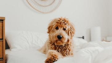 50+ Inspiring Goldendoodle Quotes for a Happy Life