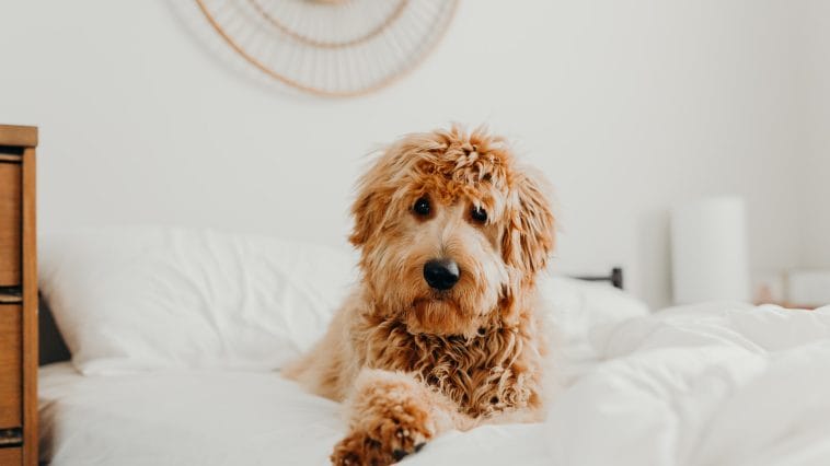 14 Tips For Caring And Training Goldendoodle - PetPress