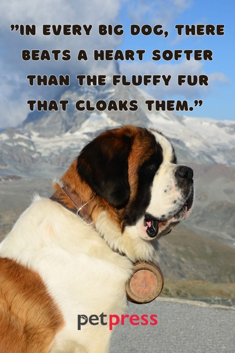Best 50+ Inspiring Big Dog Quotes That Teach Us About Life