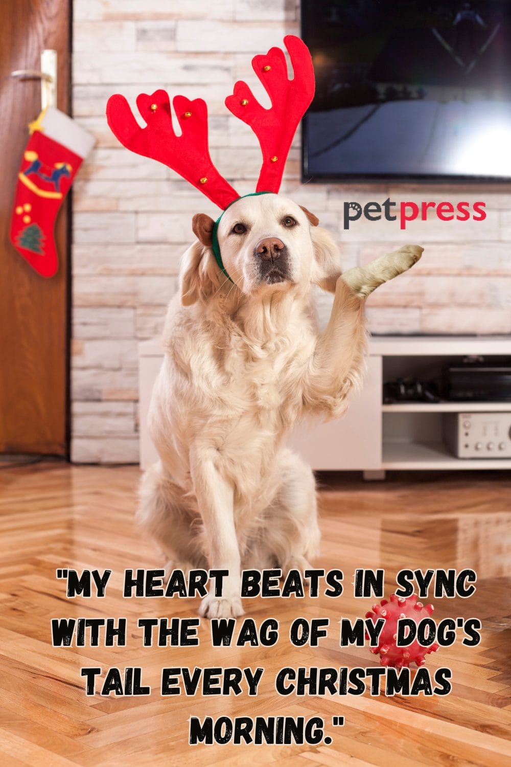 50+ Best Christmas Dog Quotes to Unleash the Yuletide Cheer