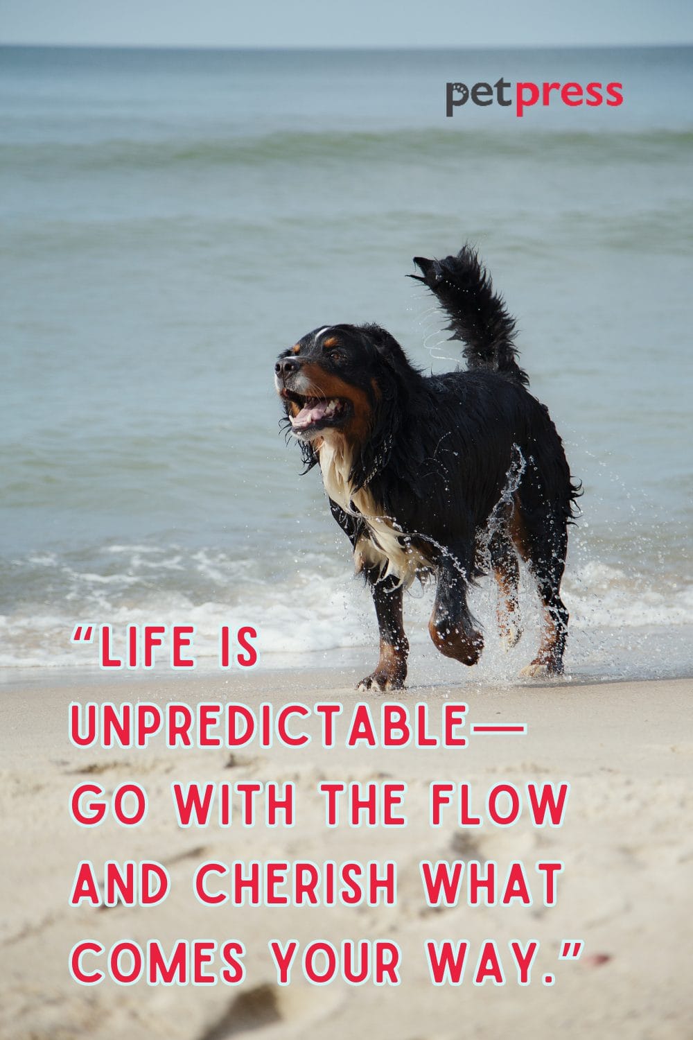 50+ Dog Walking Quotes on Being Bold and Adventurous