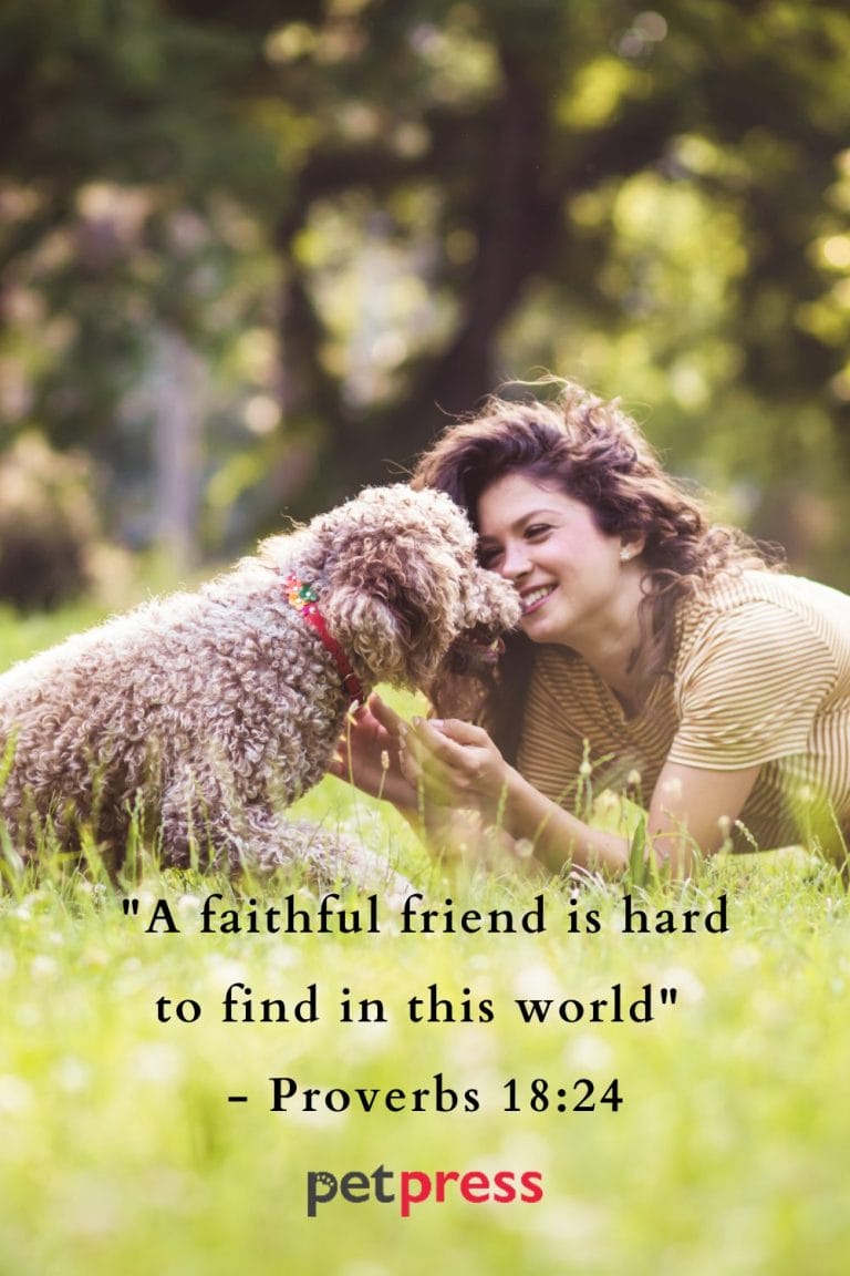 Best Dog Passing Quotes