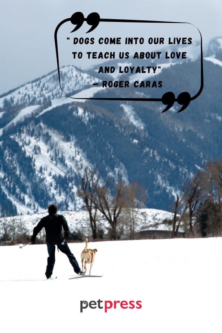 50+ Inspiring Dog Friendship Quotes to Celebrate Your Bond