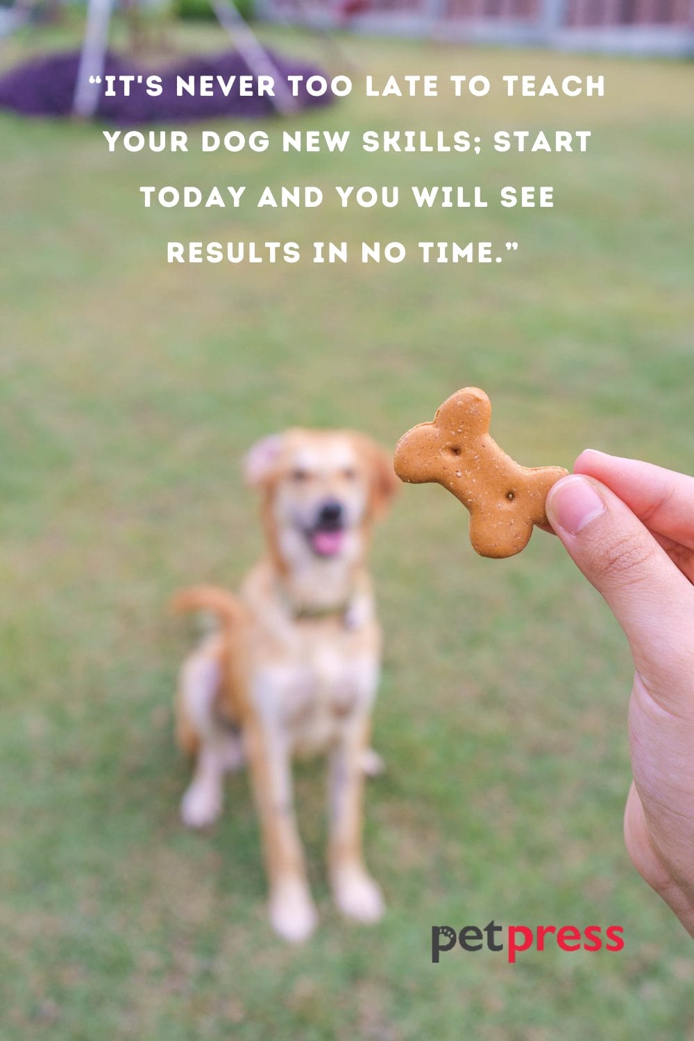 50+ Inspiring Dog Training Quotes That Will Motivate You