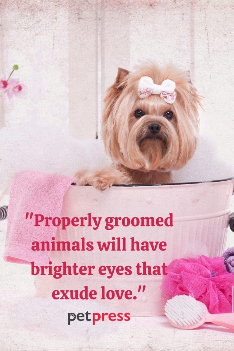 50+ Best Dog Grooming Quotes for the Pampered Furry Pet