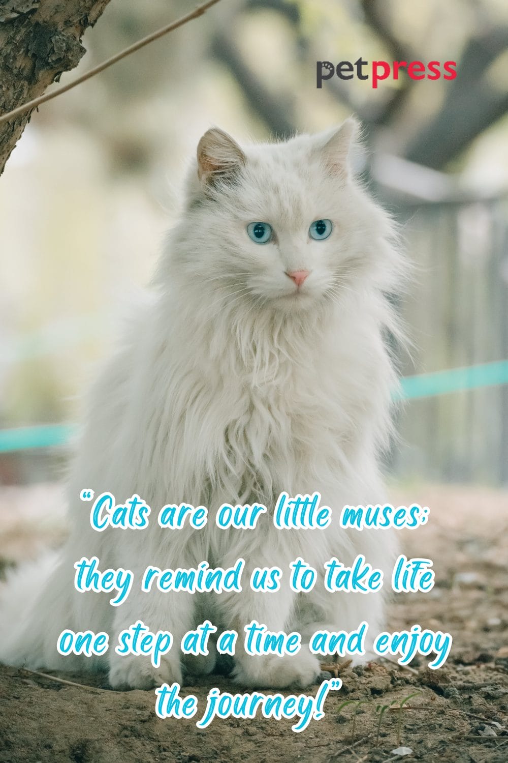 50+ Best Cat Lady Quotes That Inspire to Embrace Dreams