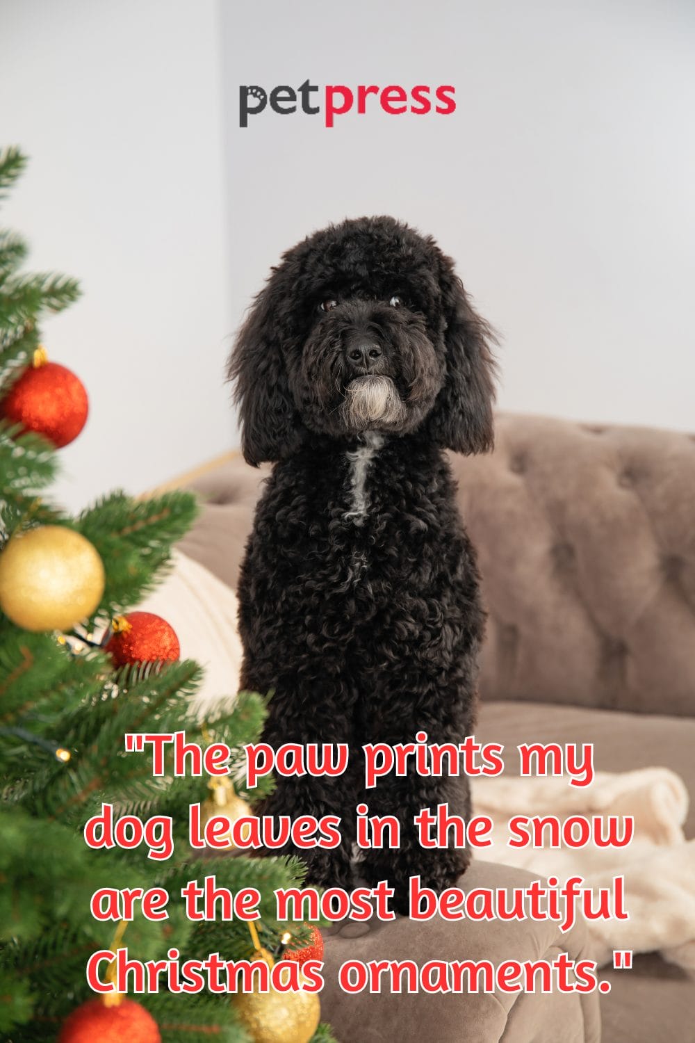 50+ Best Christmas Dog Quotes to Unleash the Yuletide Cheer