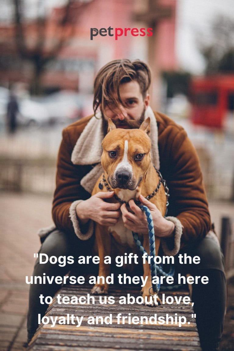 Inspiring Dog Friendship Quotes