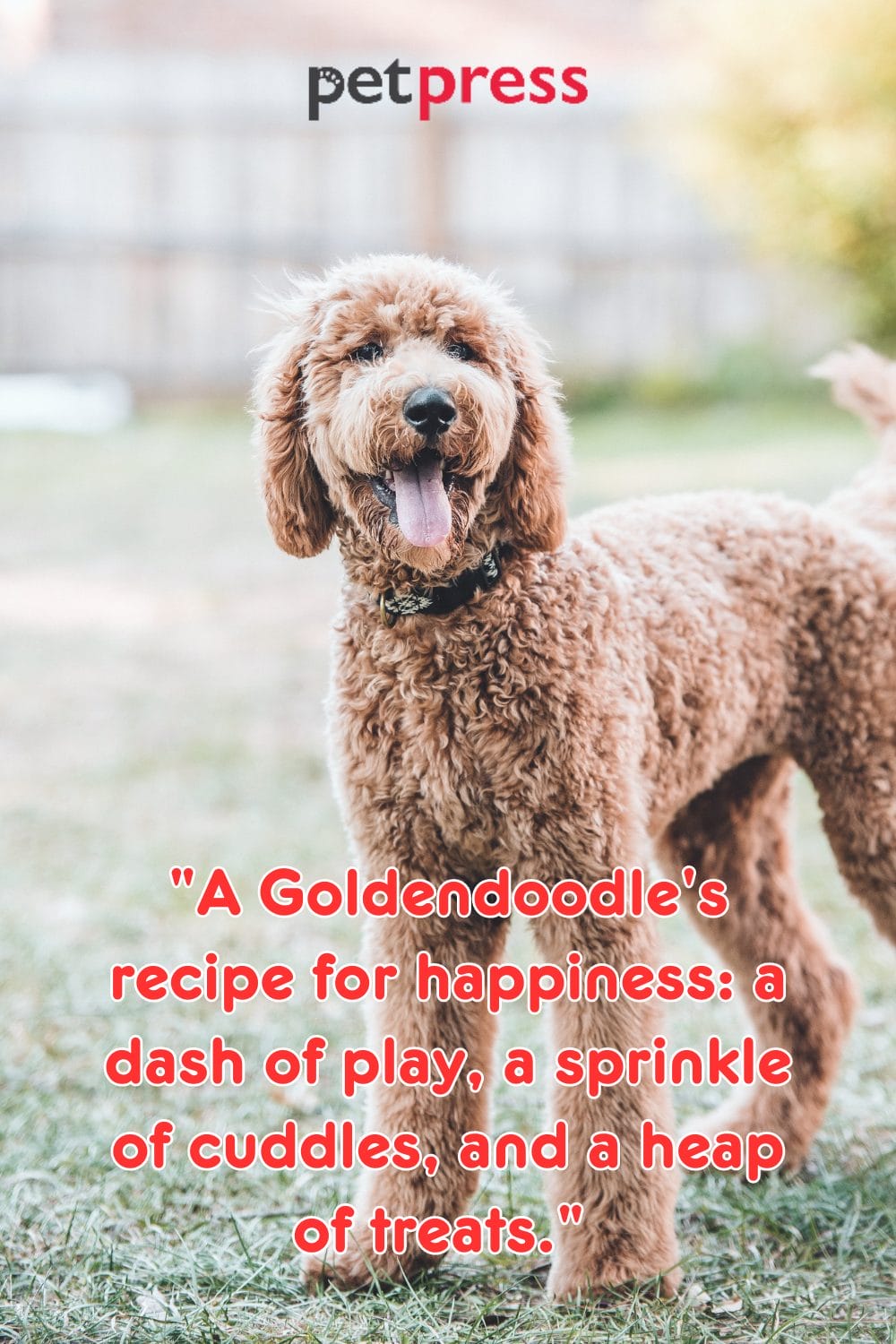 50+ Inspiring Goldendoodle Quotes for a Happy Life PetPress