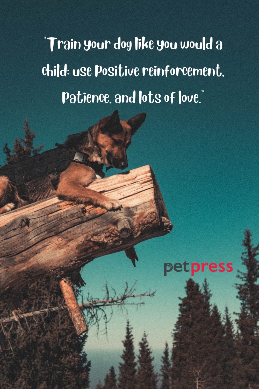 50+ Inspiring Dog Training Quotes That Will Motivate You