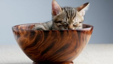 70+ Purr-fect Sleeping Cat Quotes That Will Melt Your Heart