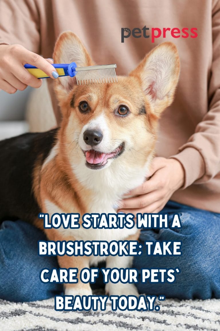 50+ Best Dog Grooming Quotes for the Pampered Furry Pet