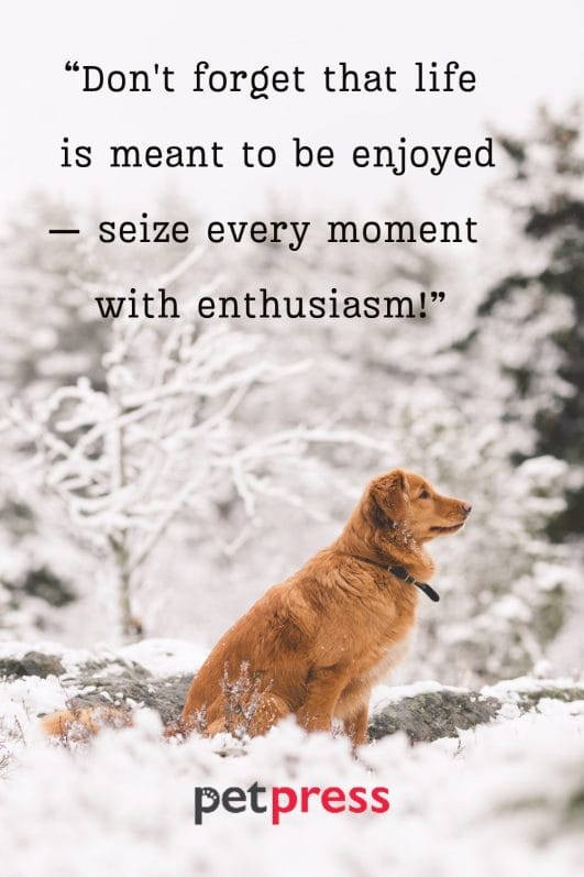 50+ Dog Walking Quotes on Being Bold and Adventurous